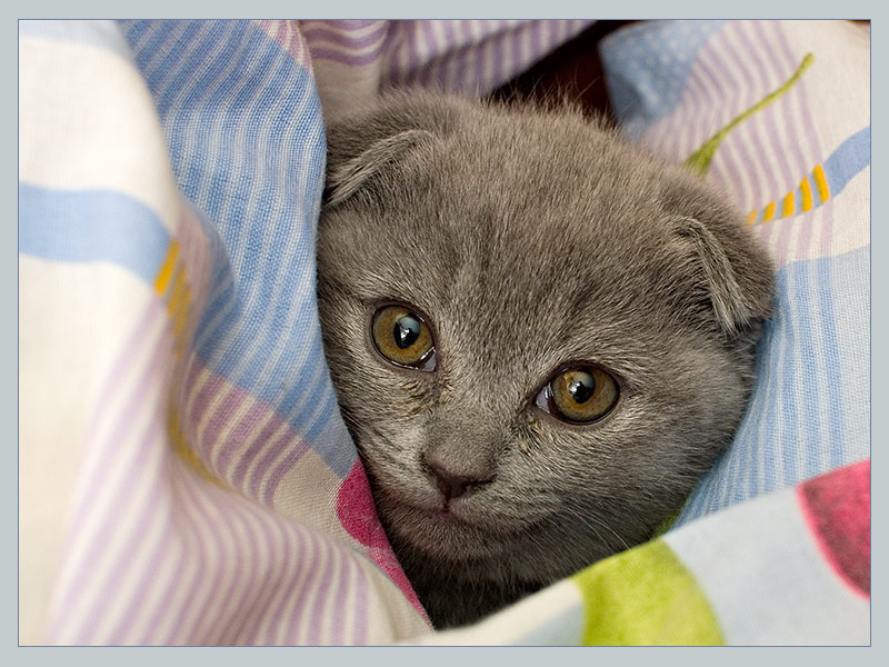 Мордашка котенок вислоухий