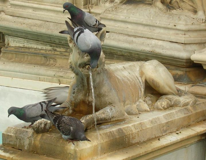 Нахально пьём голубь фонтан скульптура вода