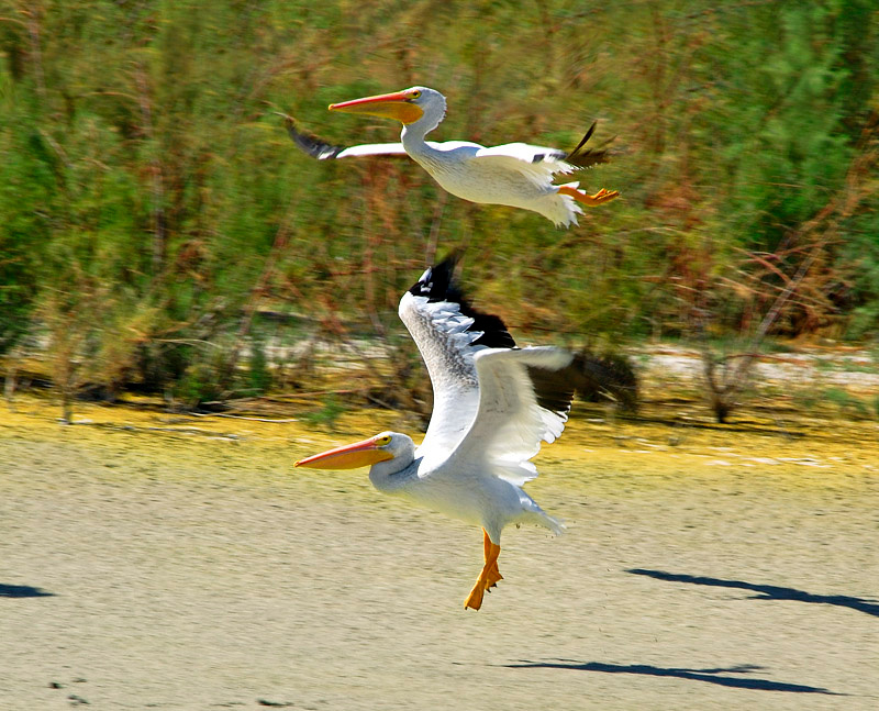 Догнать и перегнать Американский белый пеликан, Pelecanus erythrorhynchos, American White Pelican, Salton Sea, California