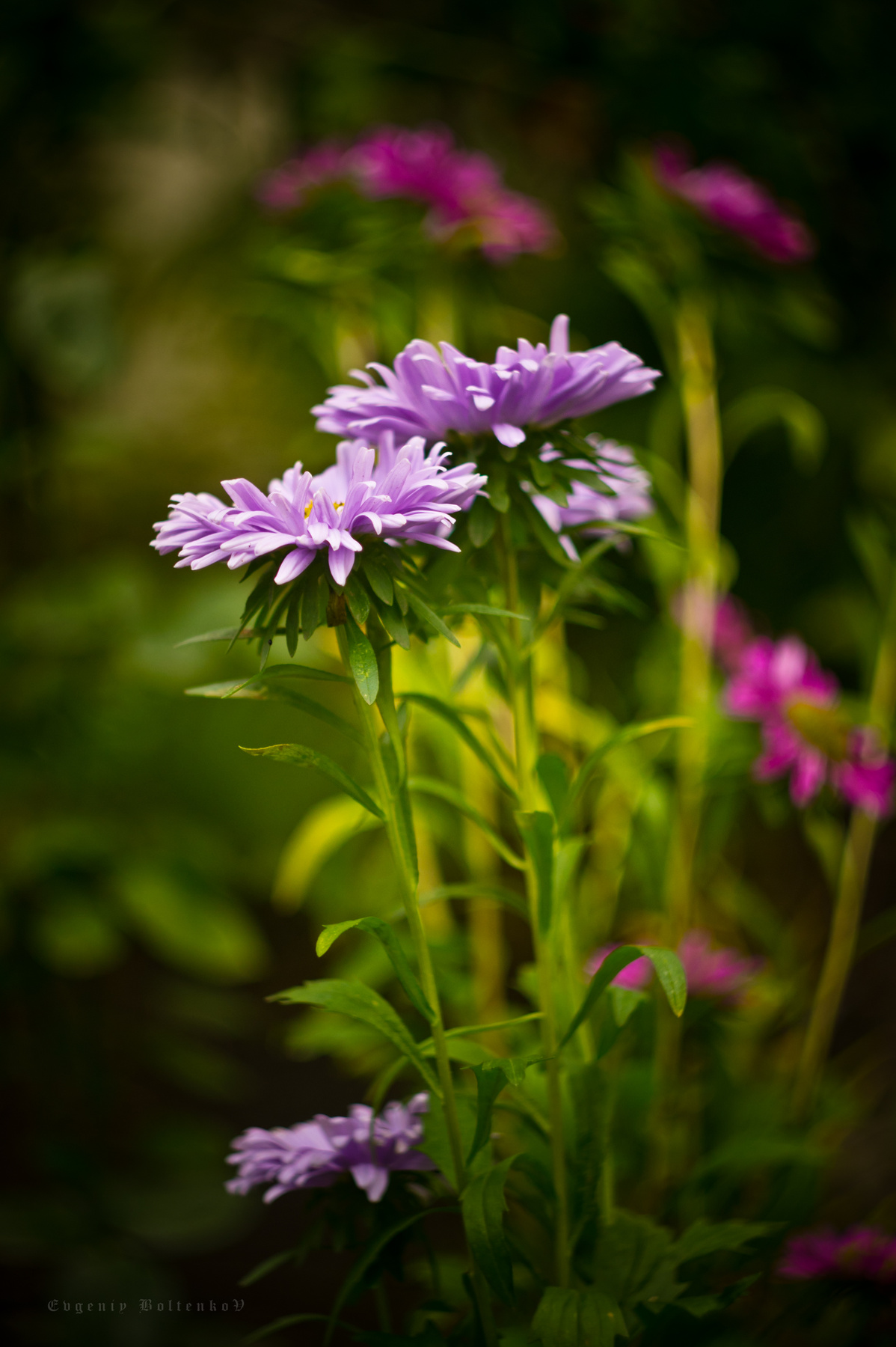*** Цветы, Sony nex5