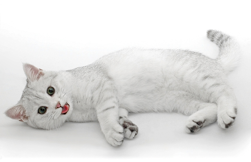 сНежный барс ) кот, британец, серебристая, шиншилла