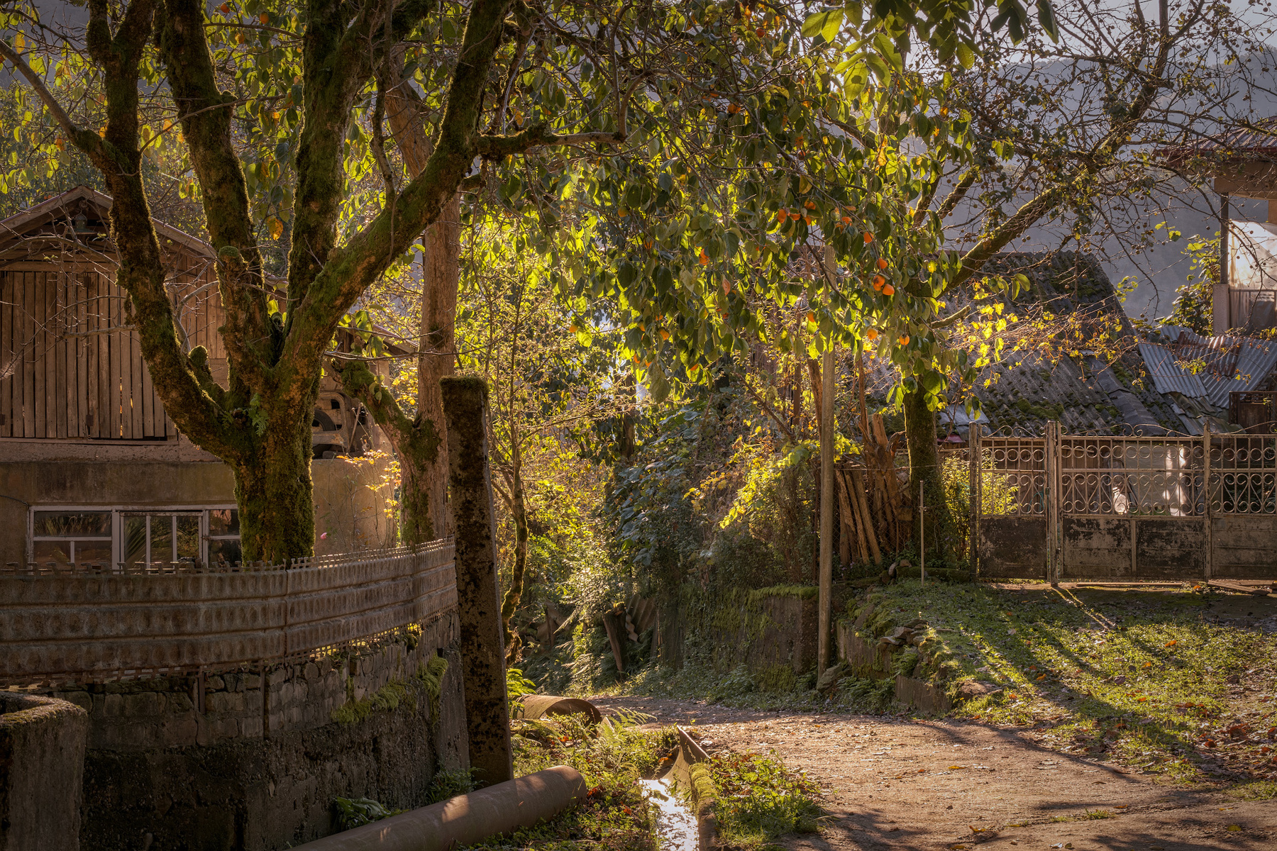 Morning Light In Kapnistavi Village kapnistavi village street plants persimmon green trees houses moss water stream nature landscape scenery travel outdoors georgia adjara sakartvelo chizh