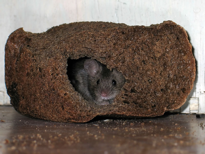 MouseHouse мышь хлеб дом нора