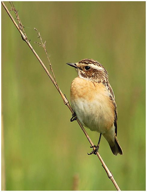 Луговой Чекан (Whinchat ) 