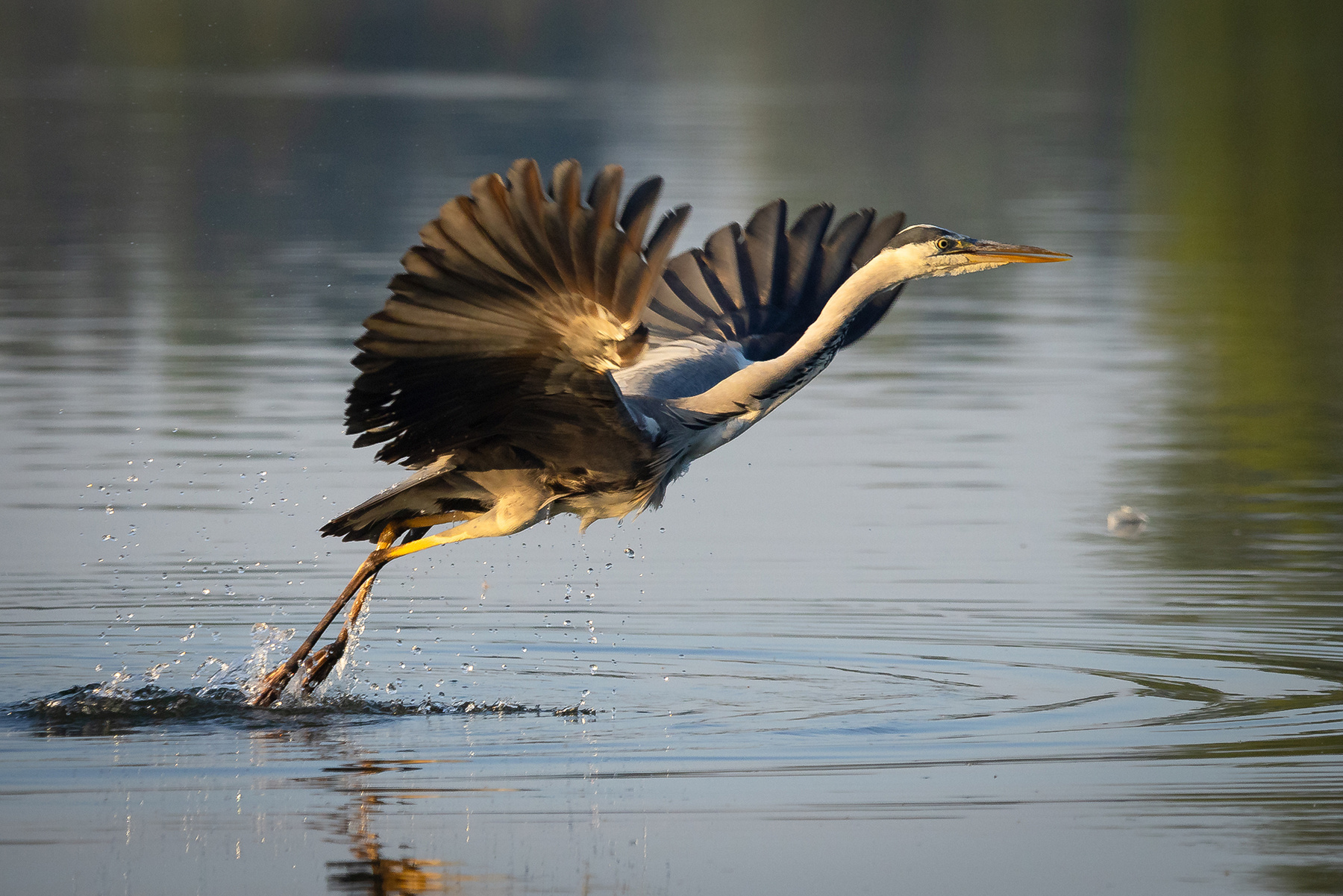 Heron 
