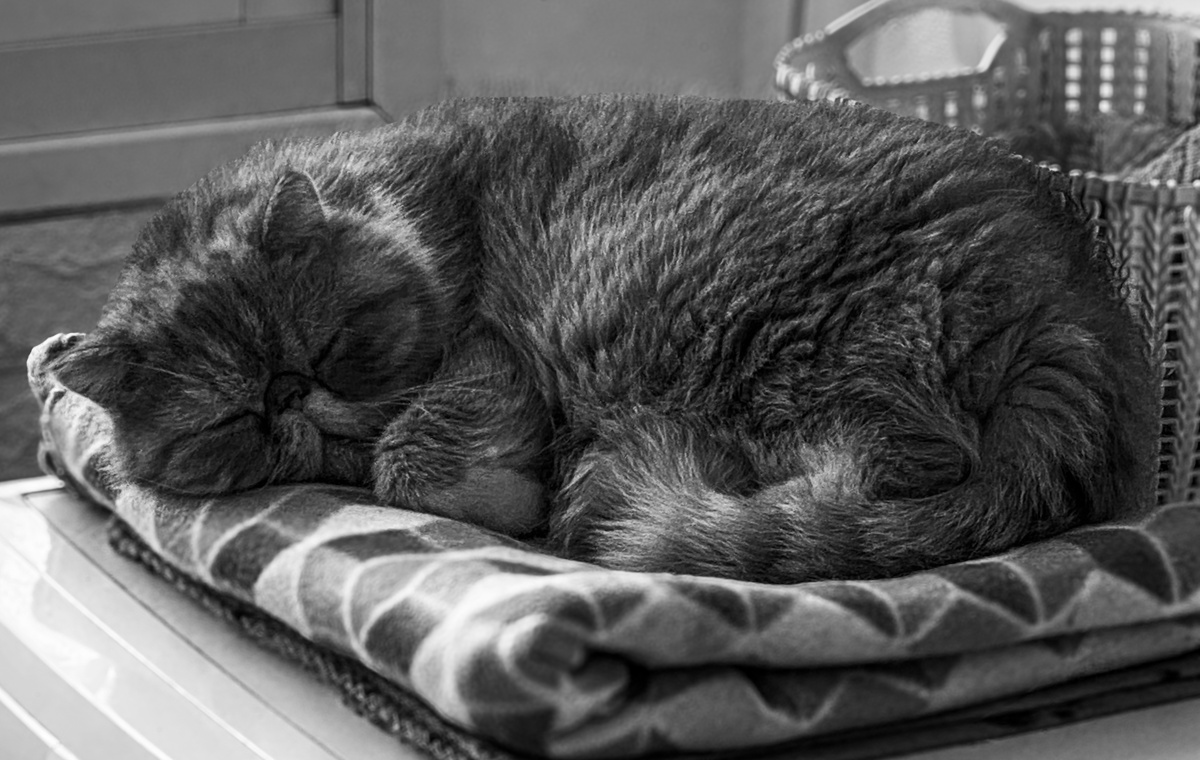 Sam sleeping Pets Cat Persian