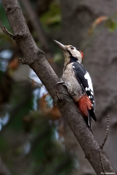 Сирийский дятел Picoides syriacus