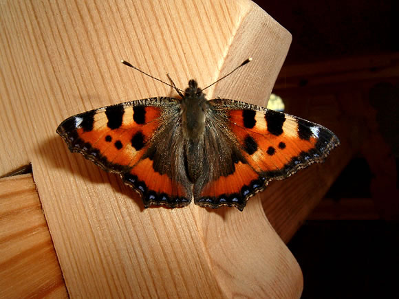 Мадам Butterfly Бабочка