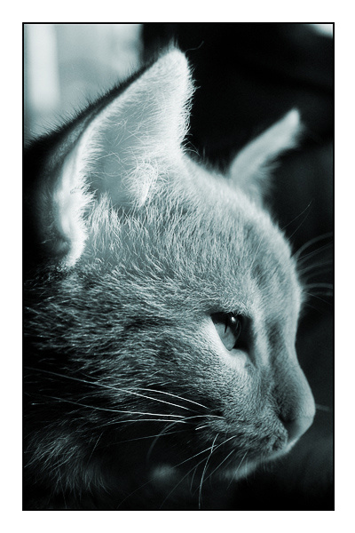 *** cat eye