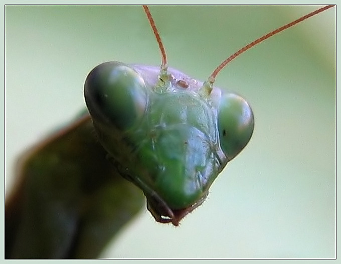 Портрет Богомол Mantis