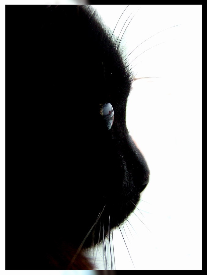 Cat\'s на полном экране выглядет по другому 