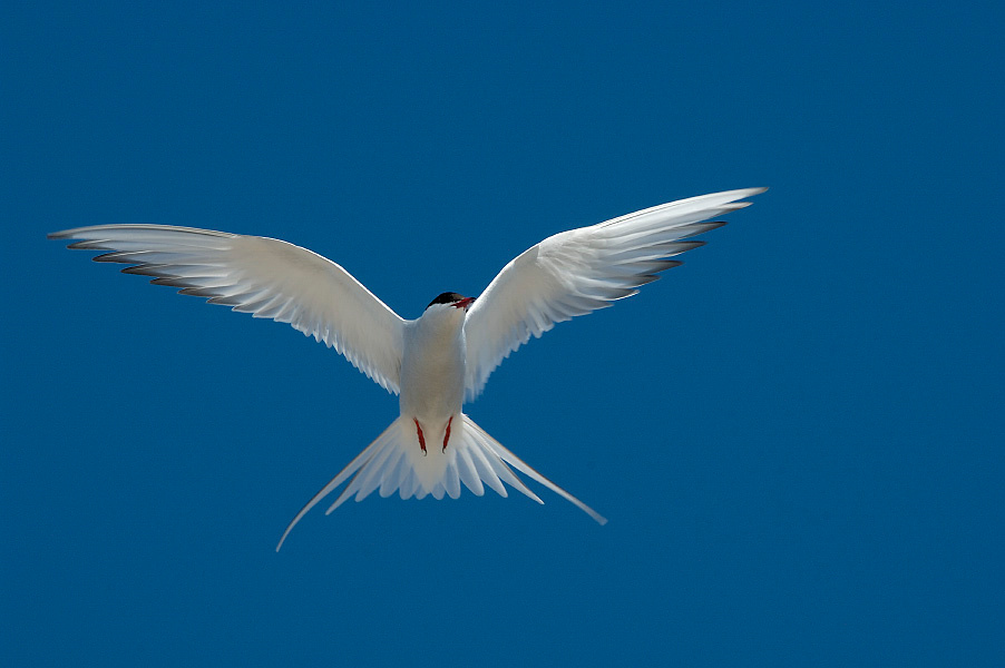 Небожитель Полярная крачка, Sterna paradisaea, Arctic Tern, Tobseda, Barents Sea, Arctic