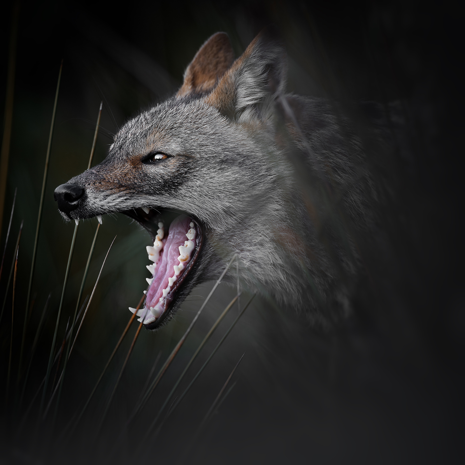 Canis aureus 