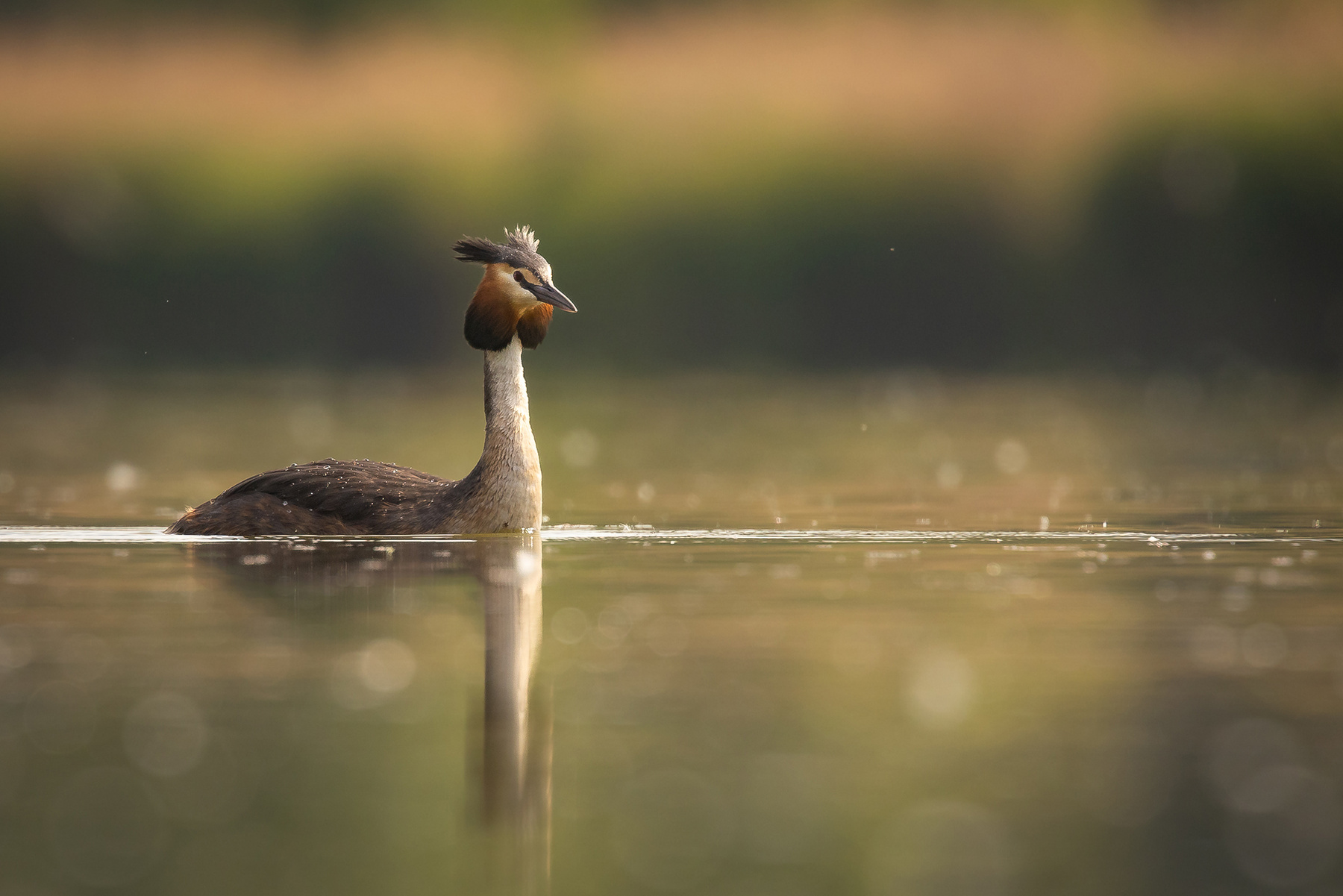 Great crested grebe 