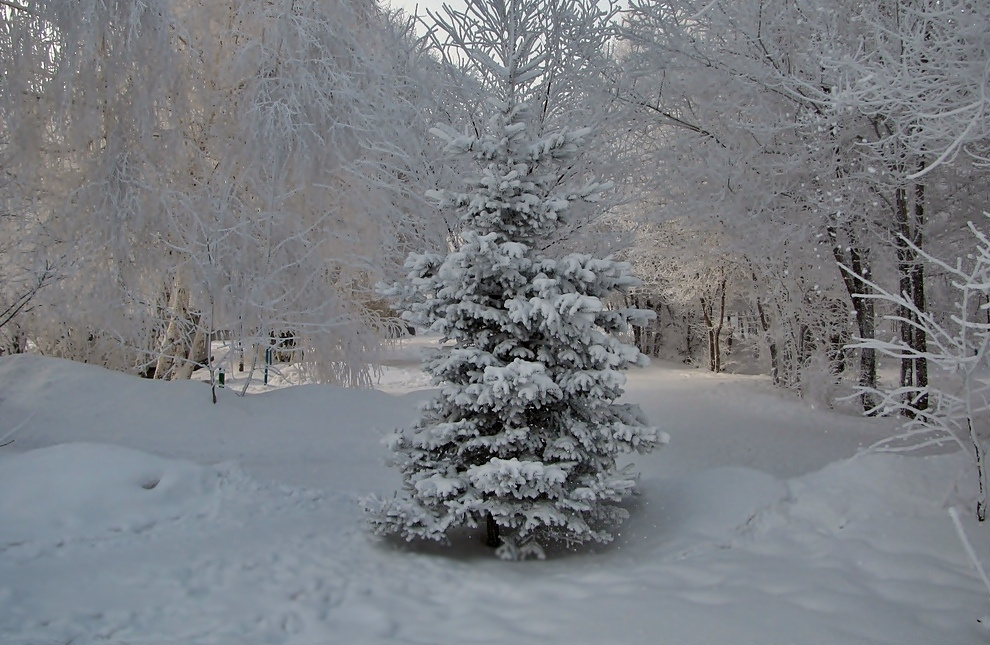 *** природа, красота, снег,зима, ель