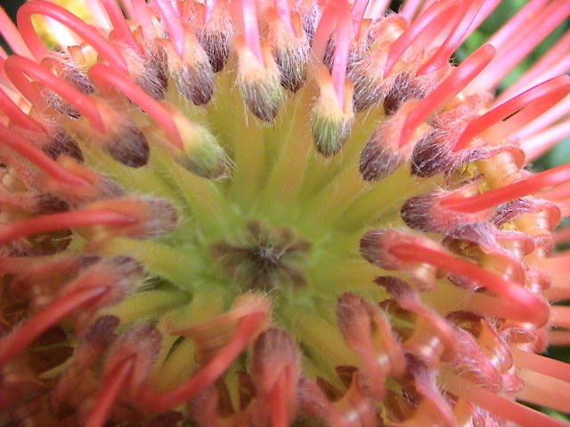 Secret Proteja Flower