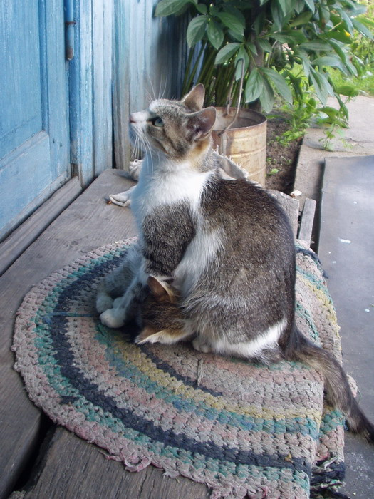 Котики 