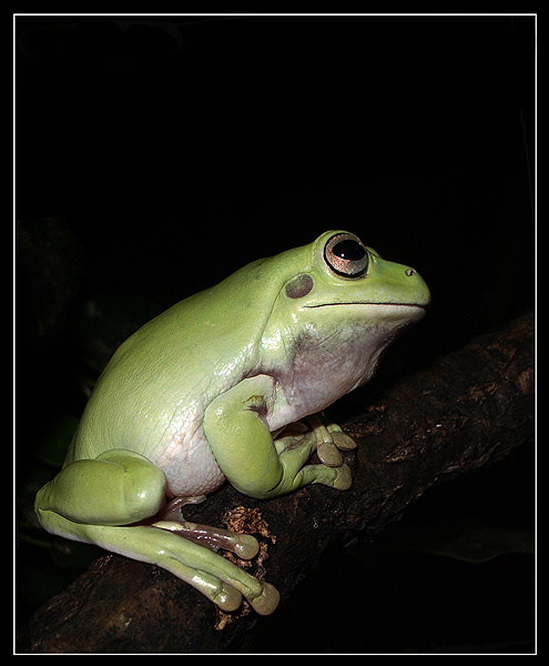 Мечтатель коралловопалая литория Litoria caerulea