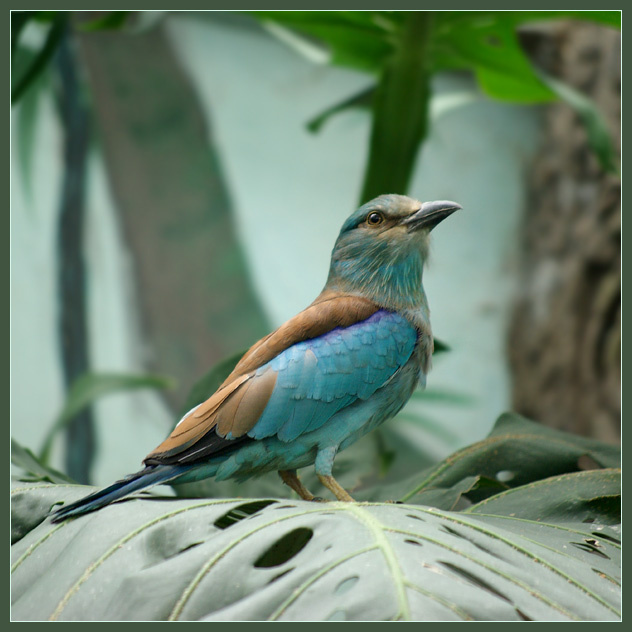 Лучше быть настороже… Сизоворонка, ракша, Coracias garrulus, Московский зоопарк, Дом Птиц