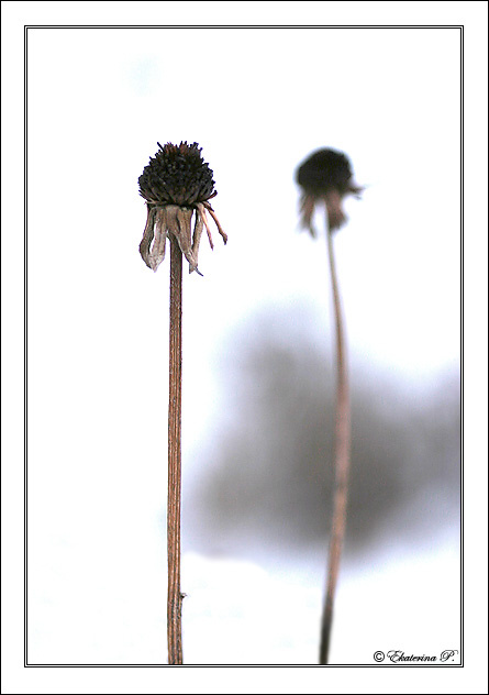 More dead than alive dead alive flowers