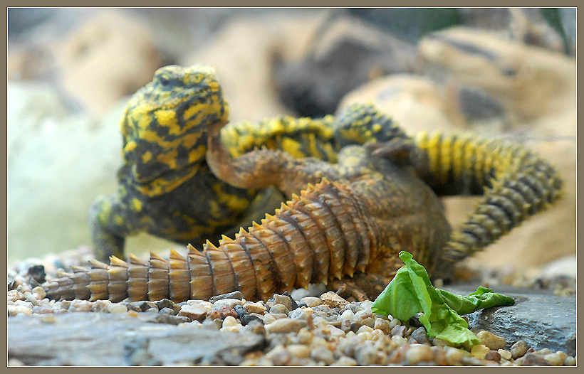 Уйди, противный! сахарский шипохвост Uromastyx geyri
