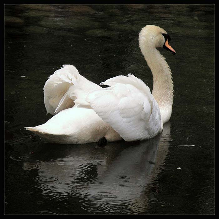 *** лебеди зоопарк дождь