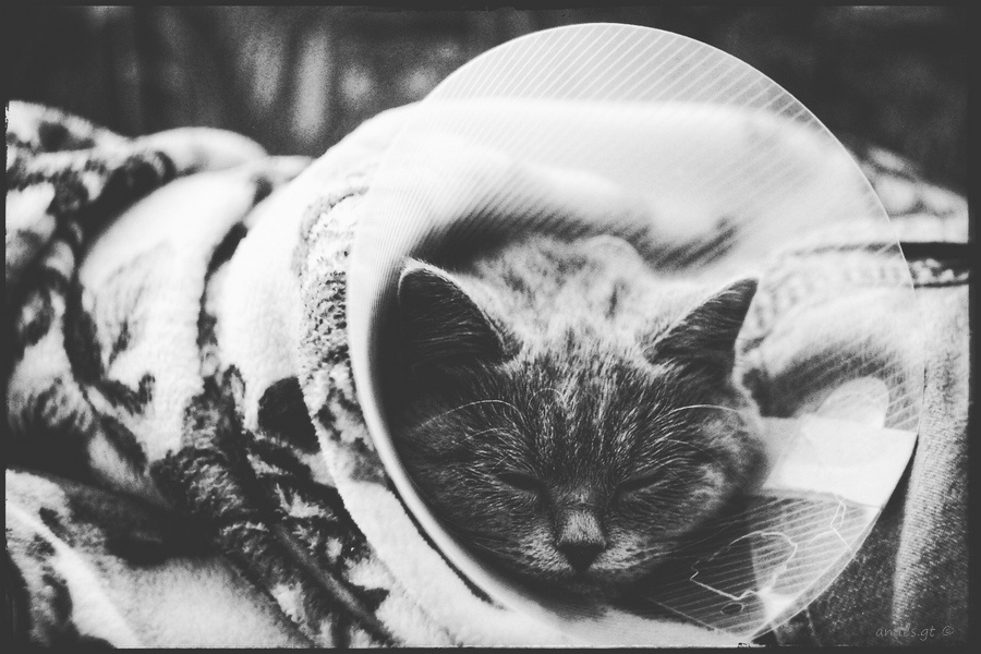 кискАфото (когда твоя девушка больна. (с)) 