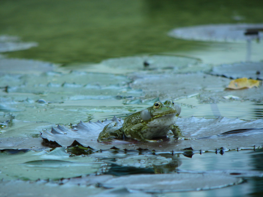 froggy gum °sugar-free° 