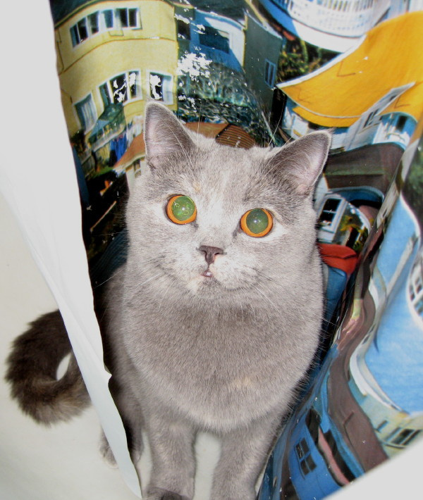 Сюжеты жизни одной британской кошки (Сюжет №2) кошка животные \\\\\"котомафия\\\\\"