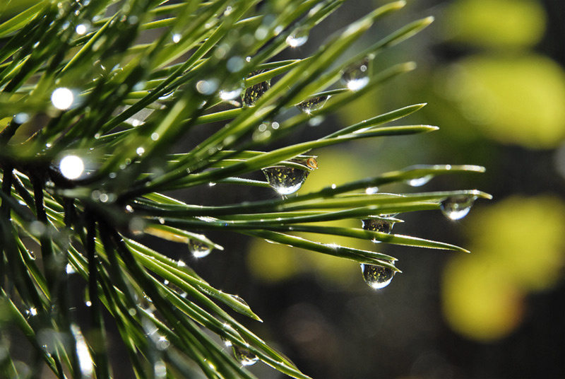 Pinus silvestris Сосна капли сентябрь