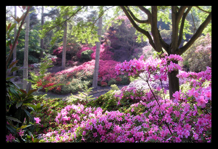 Valley Gardens azalea азалии весна цветы