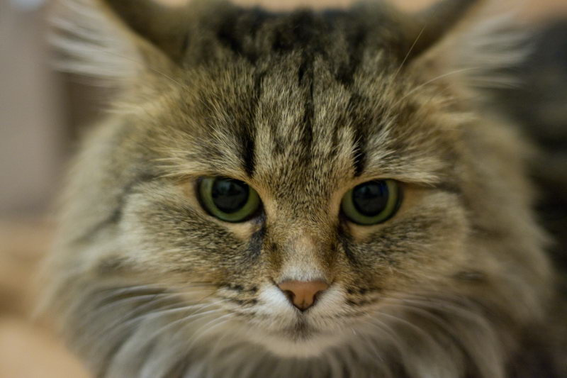Ляля кошка
