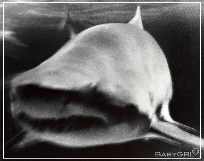 shark акула