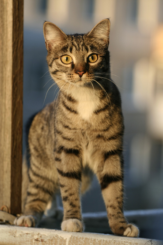 кот 