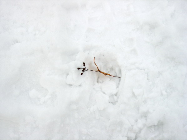 *веточка* веточка,снег