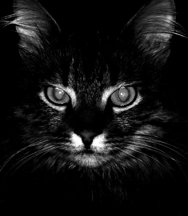 ПОЛНОЛУНИЕ... кот котик зверь домашнее животное