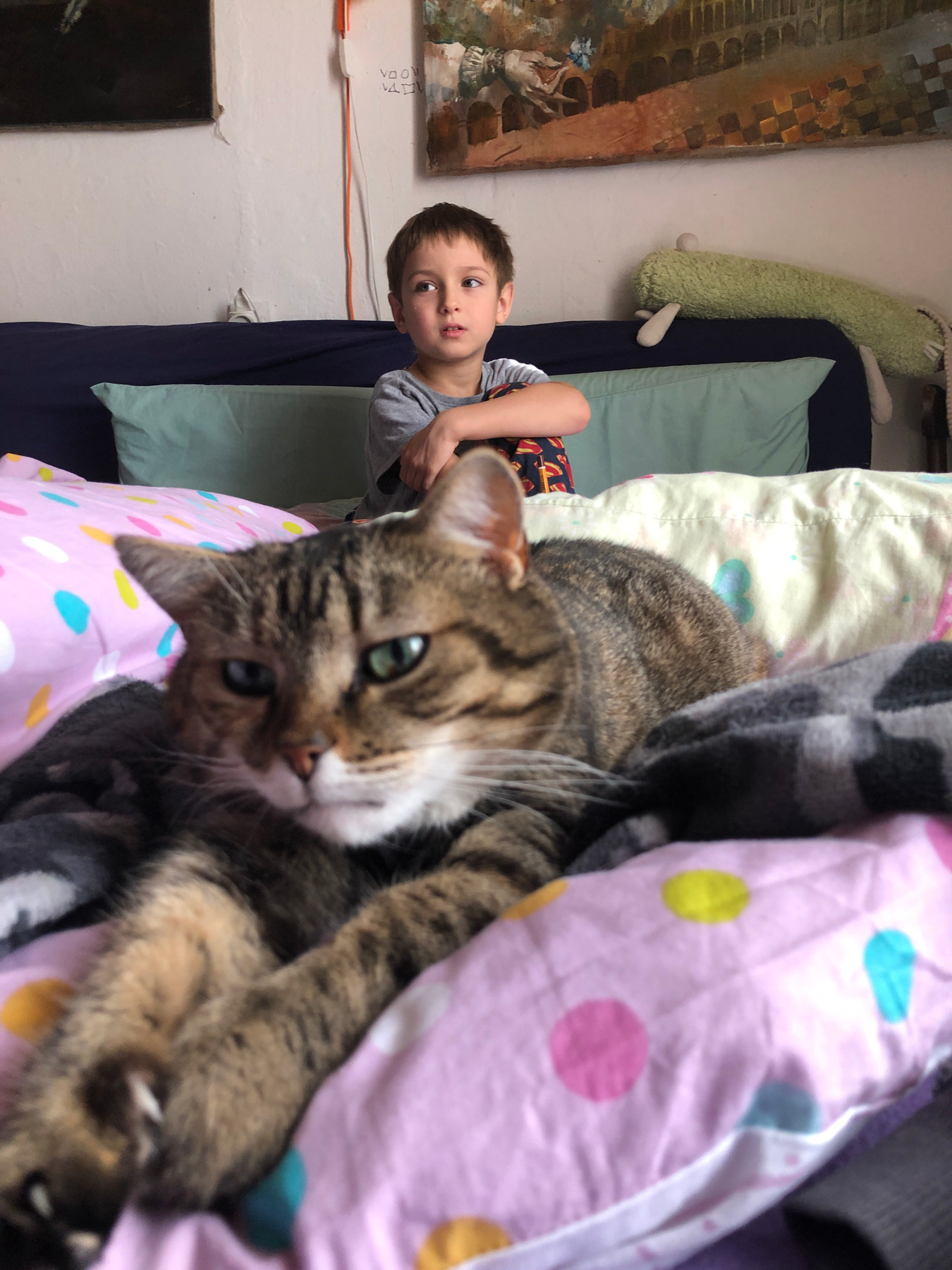 котики 