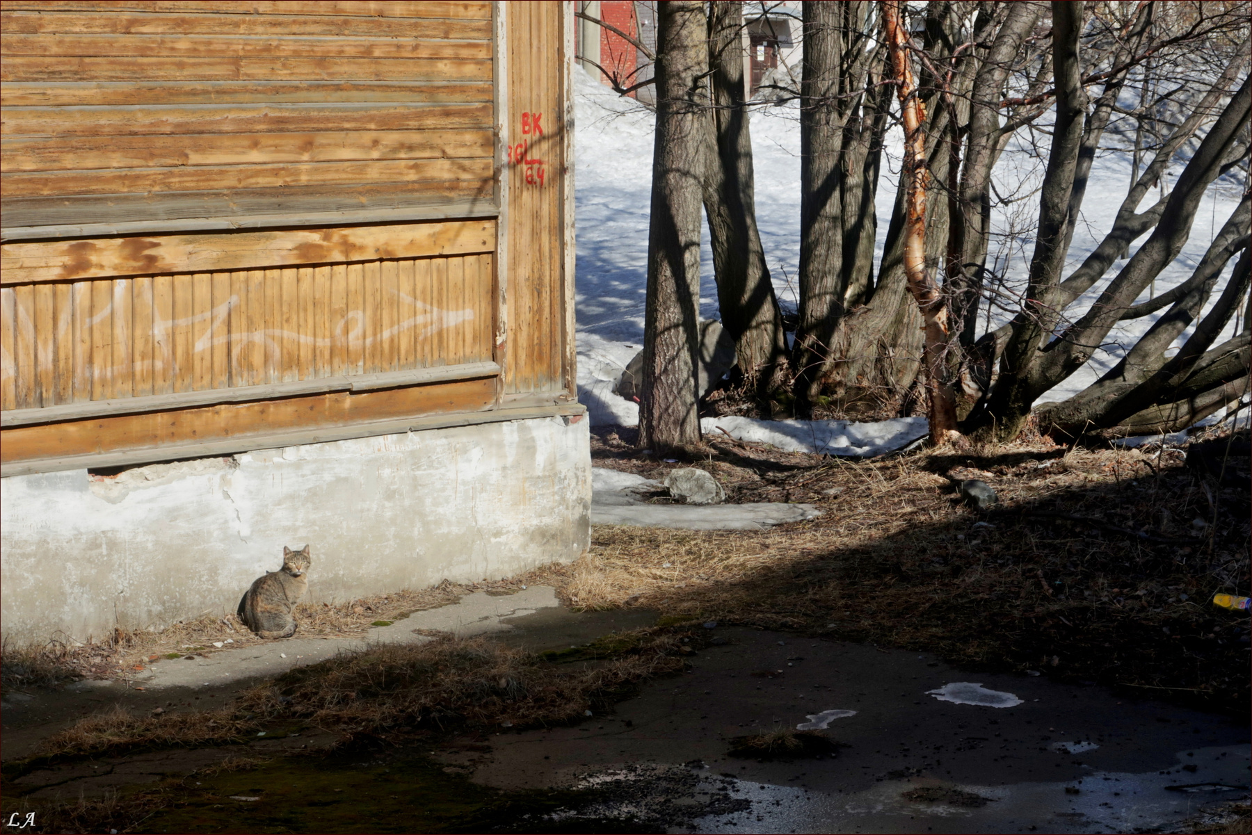 Когда весна придёт, не знаю.... фототренер Александр Мамакин Творческий Союз Снежный Лев Lihgra Advenyture Фото Светланы Мамакиной Путешествие Фотосайт Север Заполярье Кольский полуостров Мурманская область Мончегорск улица Нюдовская апрелЬ кошка