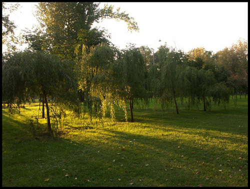 Свет... парк, осень