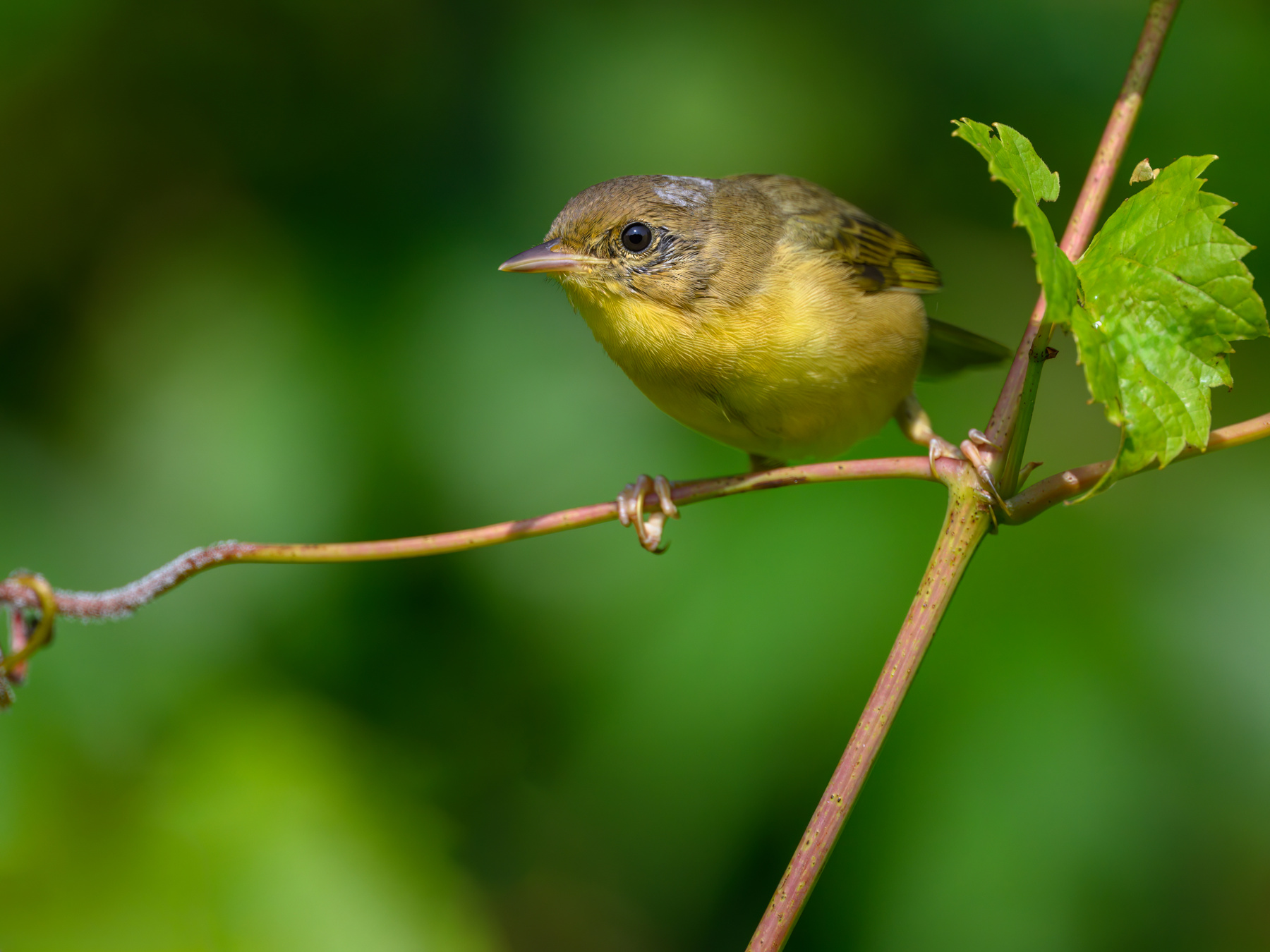 Common yellowthroat (f) 