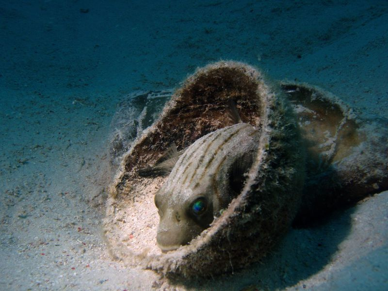 Сиротинушка рыбы море