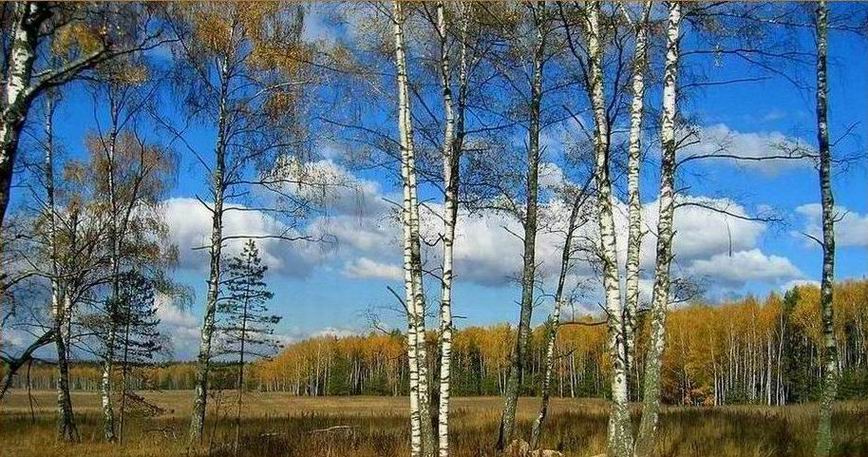 Осенняя обочина 