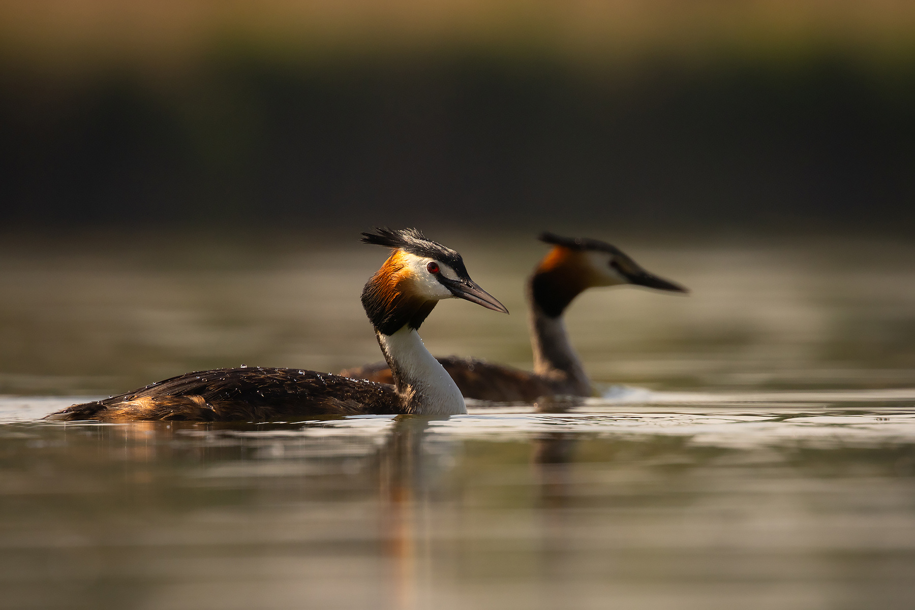 Great Crested Grebe 