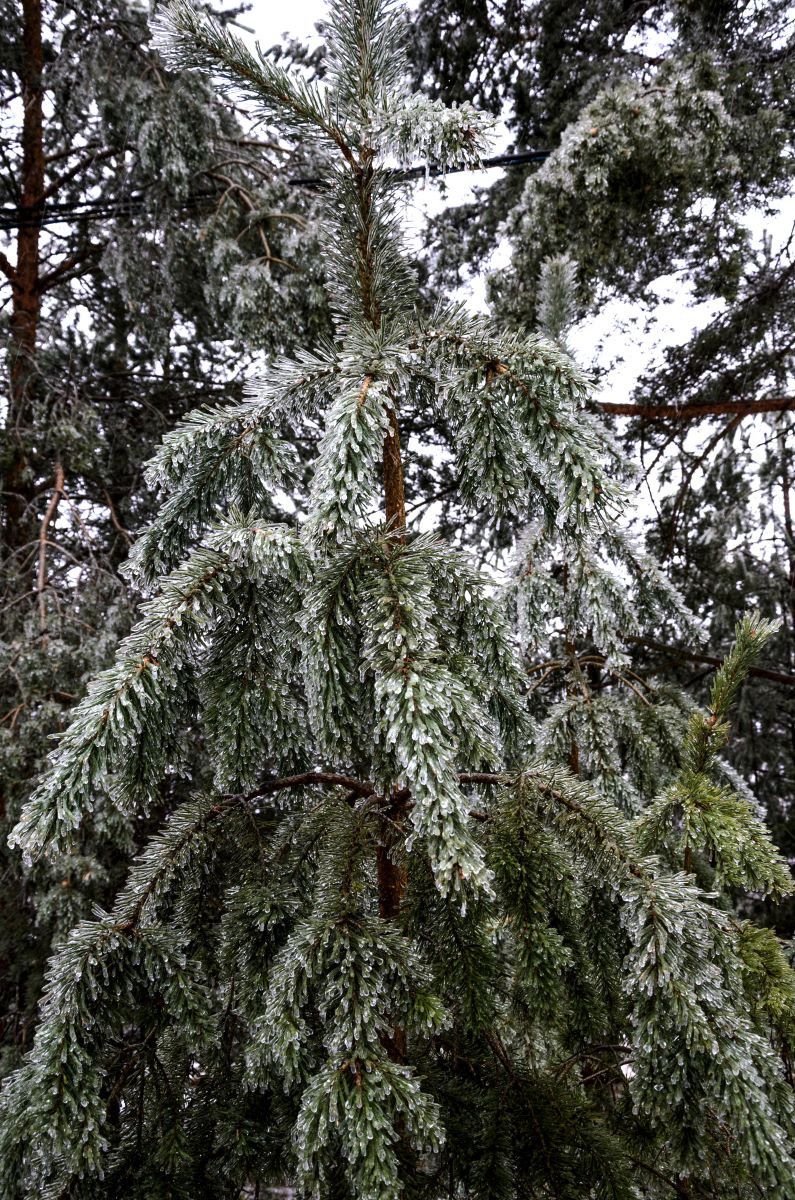 После ледяного дождя 
