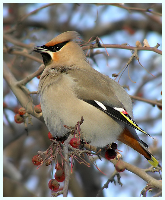 Кажется, наелся Свиристель waxwing