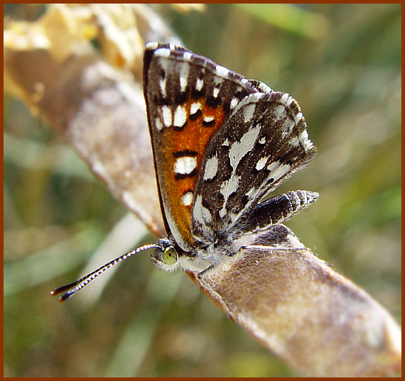 Таинственная незнакомка Lepidoptera