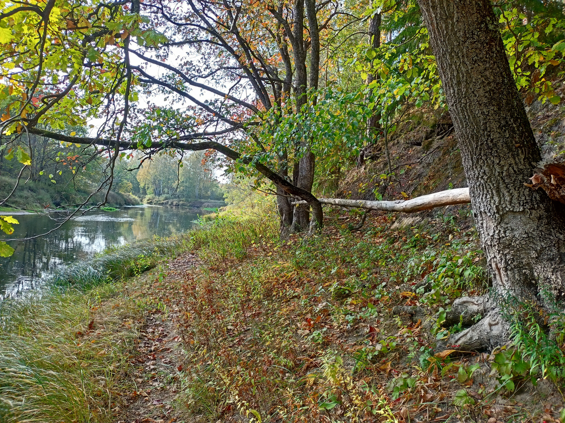 *** осень река тропа скамейка