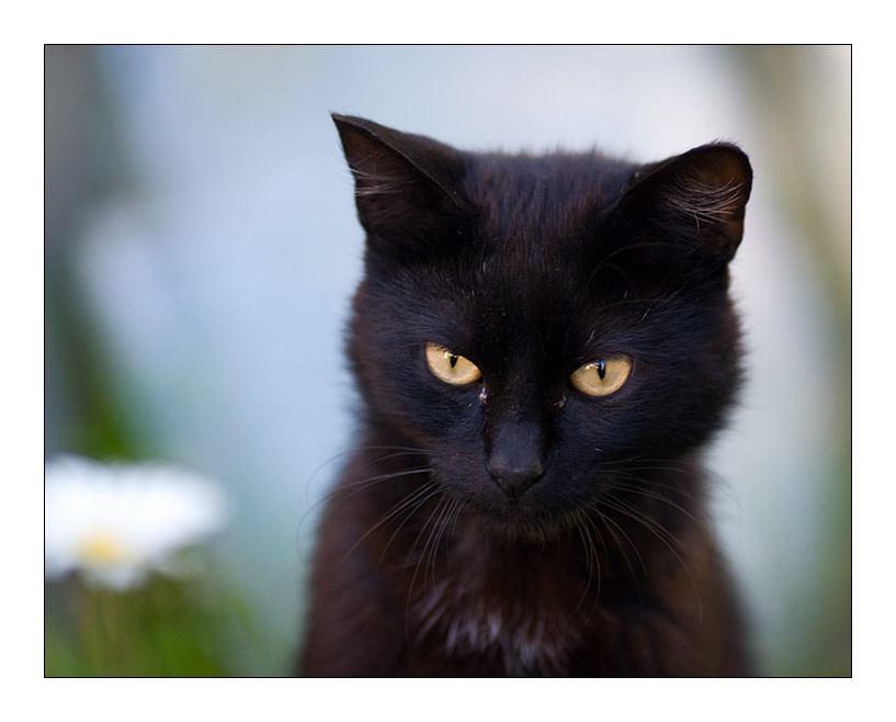 *** кот, чорный кот, желтые глаза