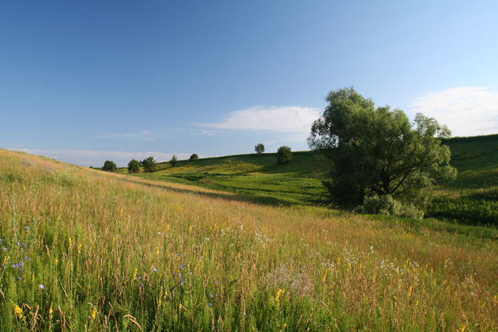 Приграничье Луг Канев поле дерево