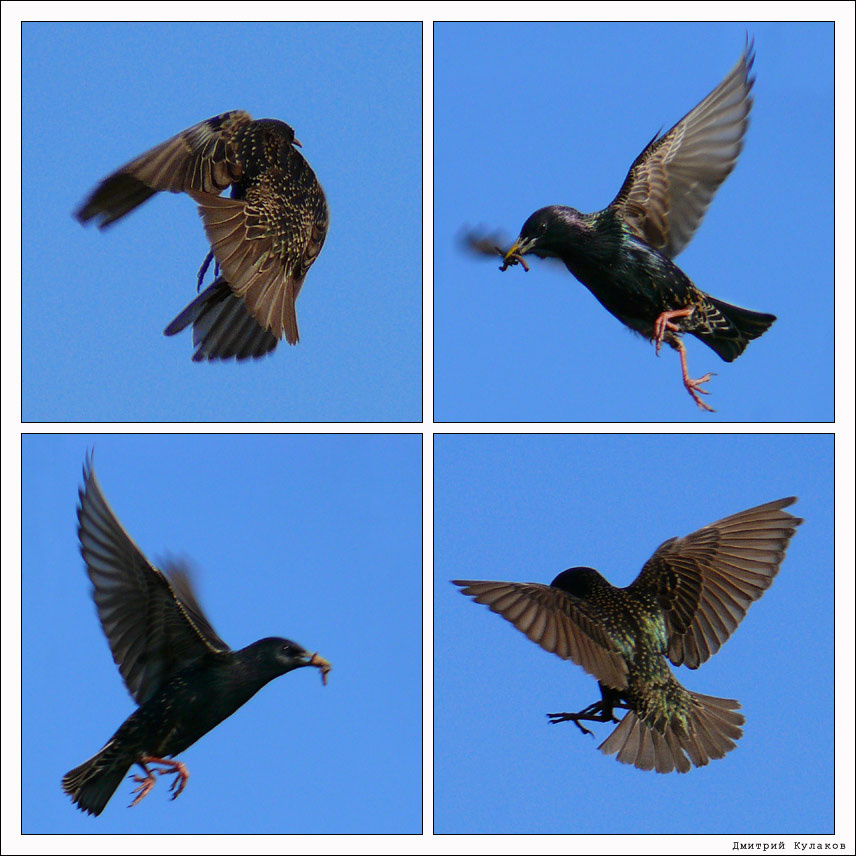 Труженики Птицы скворцы Sturnus vulgaris